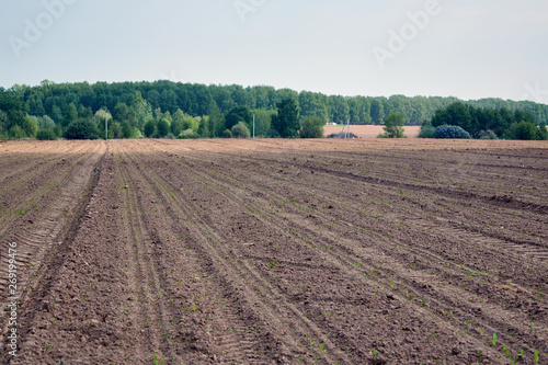 Plowed land in the big field with the tracks of the tractor. Visible shoots of young plants were planted. Sowing campaign. Spring warm day, the sun is shining. In the background planting trees.