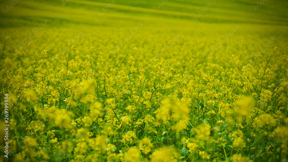 yellow flowering crop that blooms in the fields in spring yellow flowering crop that blooms in the fields in spring