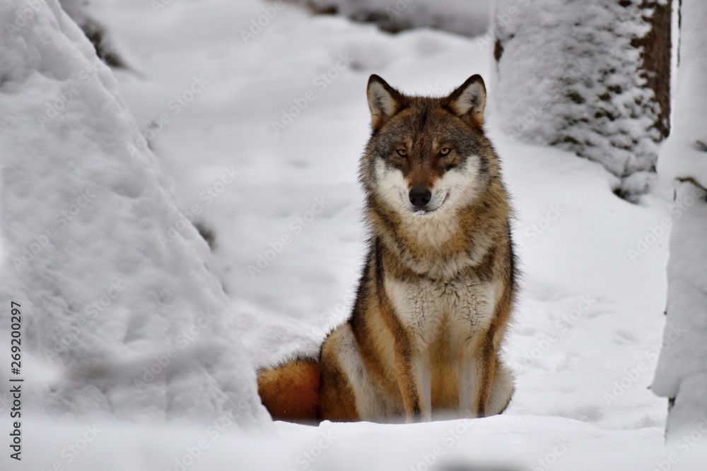 Fototapeta premium Wolf in the Bohemian Forest