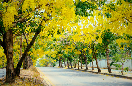 Yellow flower tree road : Khon Kaen, Thailand