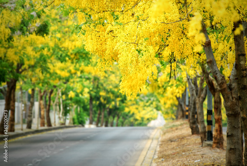 Billede på lærred Golden shower tree road : Khon Kaen, Thailand