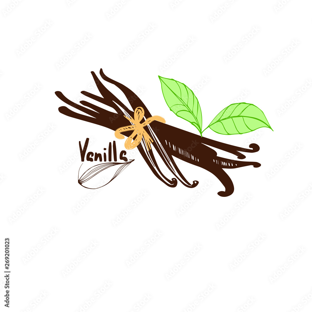 Fototapeta premium Vanilla, Flower. Illustration spice for use in cooking. Design element for cards decoration, textiles, paper.