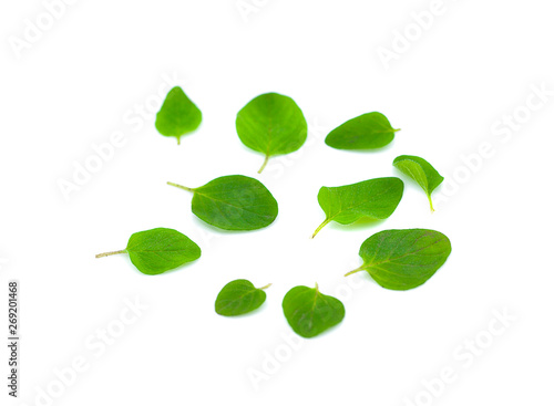 Fresh origano branch leaf on white background