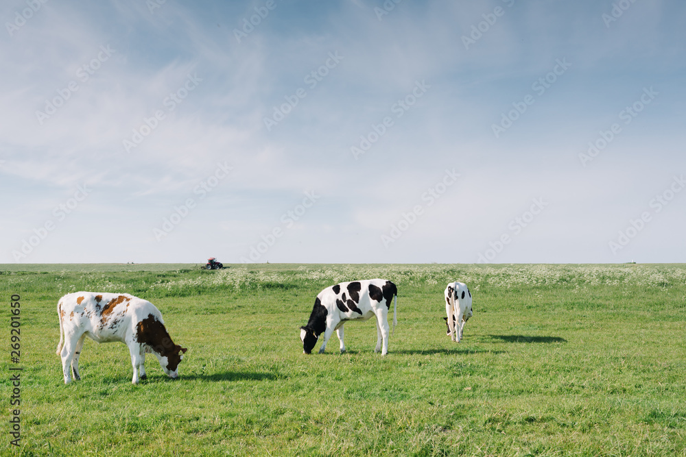 Grazing cows and in the background a tractor in the Marken countryside, the Netherlands