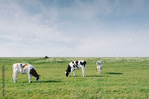 Grazing cows and in the background a tractor in the Marken countryside  the Netherlands