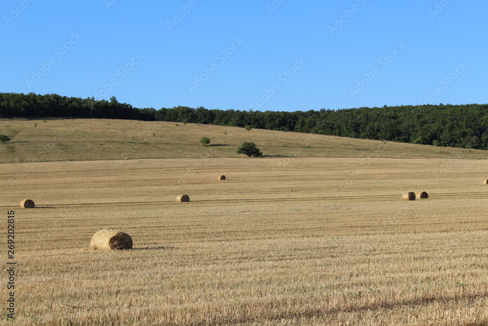 field with cut grass and hay bales rolled