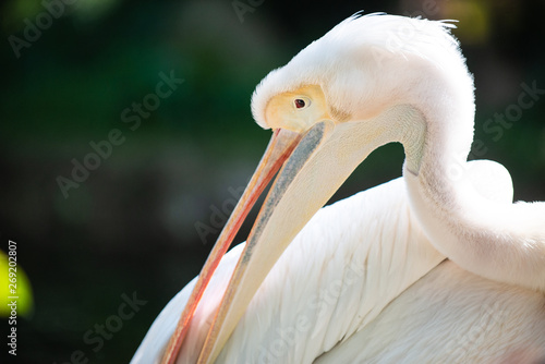 Close up of a Pelican 