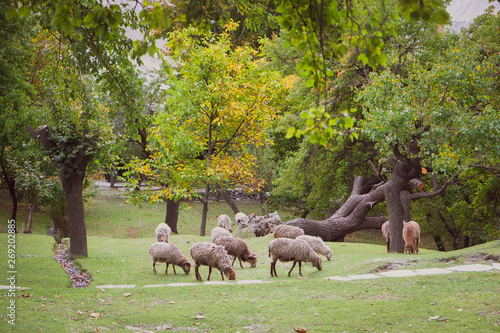 Herd of sheep grazing on lush green foliage lawn in Altit, Hunza valley. Gilgit Baltistan, Pakistan. photo