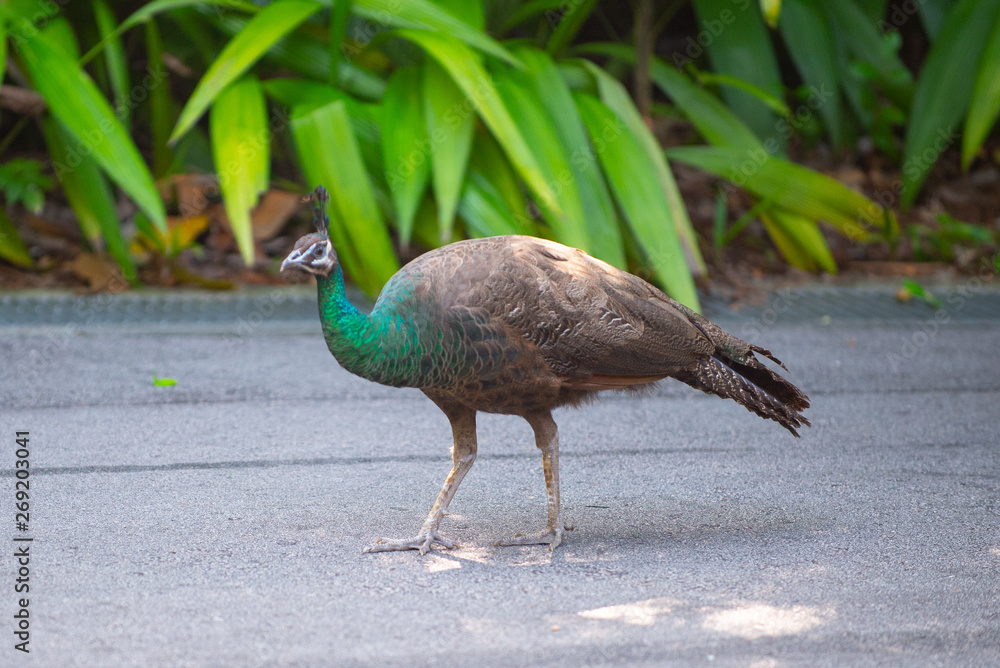 Side view of a peacock on a path with its tail feathers closed up Side view of a peacock on a path with its tail feathers closed up