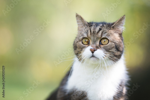 portrait of a tabby white british shorthair cat outdoors with green bokeh background
