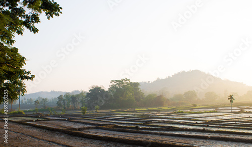 Agricultural land view in foggy morning asia