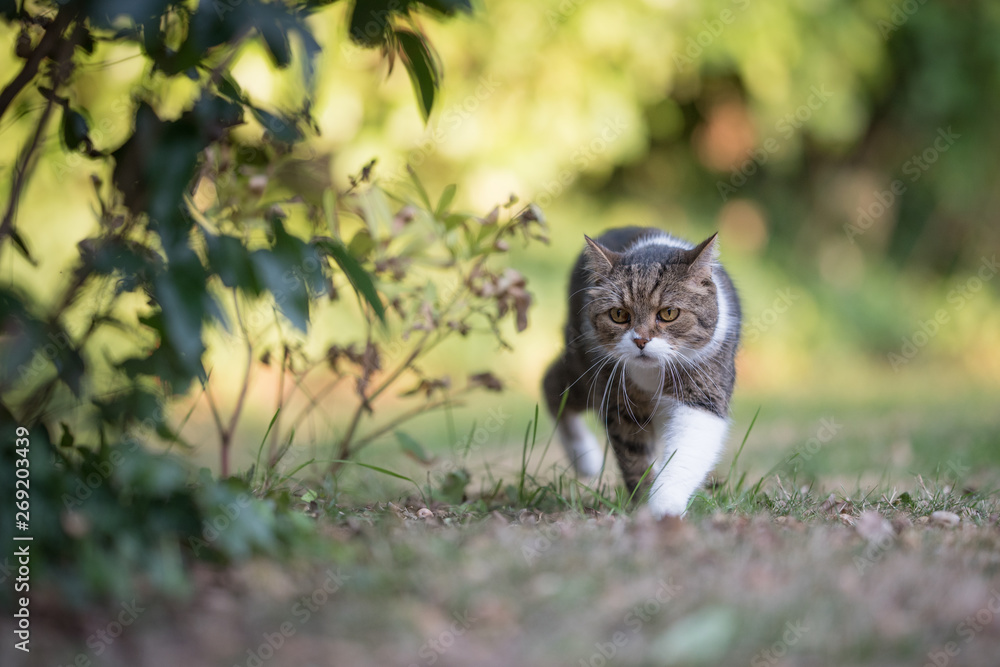 tabby white british shorthair cat sneaking through the garden