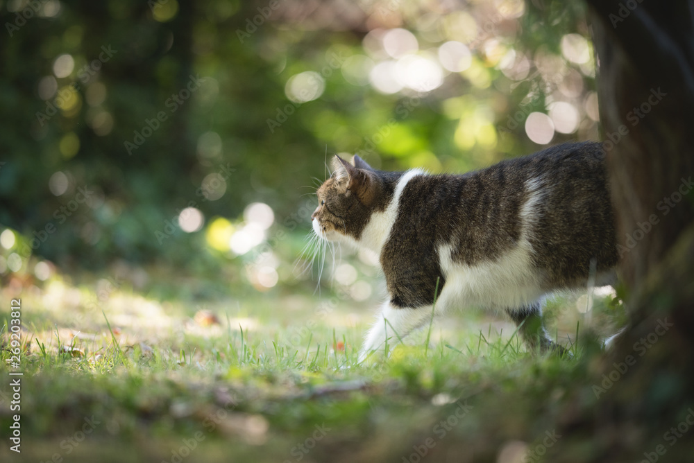 side view of a tabby white british shorthair cat walking around in the back yard on a summer day side view of a tabby white british shorthair cat walking around in the back yard on a summer day