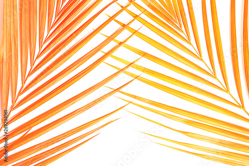 Tropical pink coral palm leaves on white background. Minimal nature summer concept. Top view, flat lay, copy space. Isolated