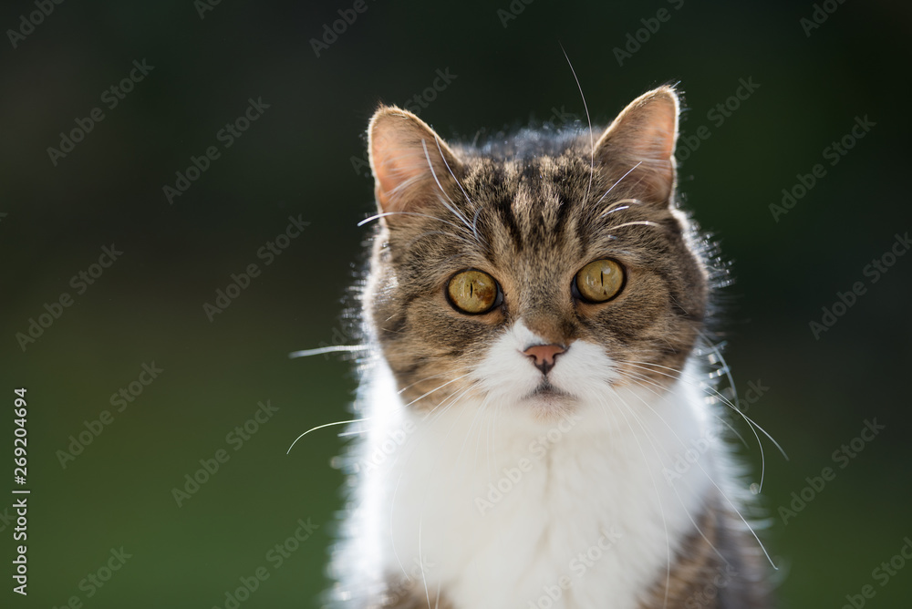 close up portrait of a tabby white british shorthair cat in the garden looking at camera close up portrait of a tabby white british shorthair cat in the garden looking at camera