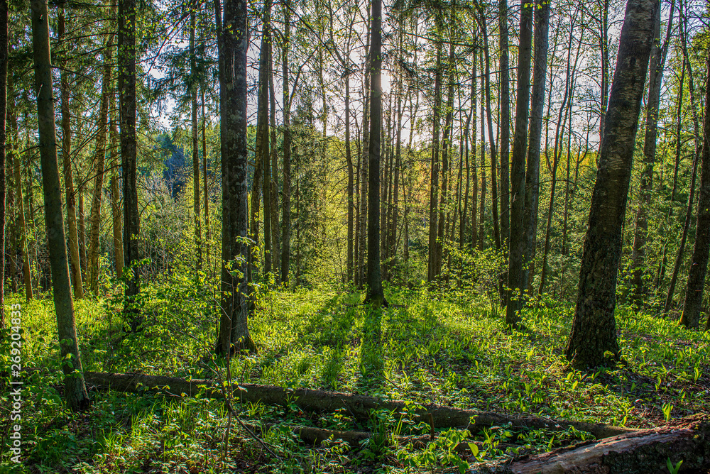 Fototapeta premium green moss on forestbed in mixed tree forest with tree trunks and green grass