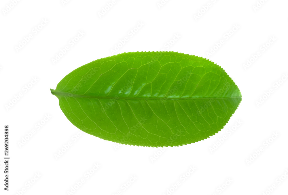 Obraz premium green tea leaf isolated on white background