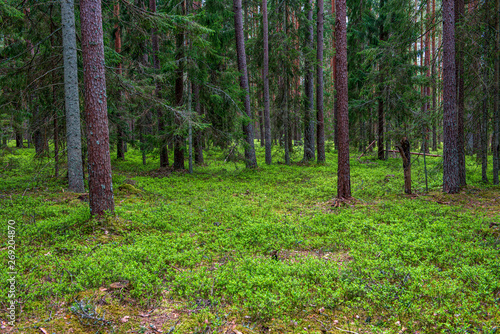 green moss on forestbed in mixed tree forest with tree trunks and green grass