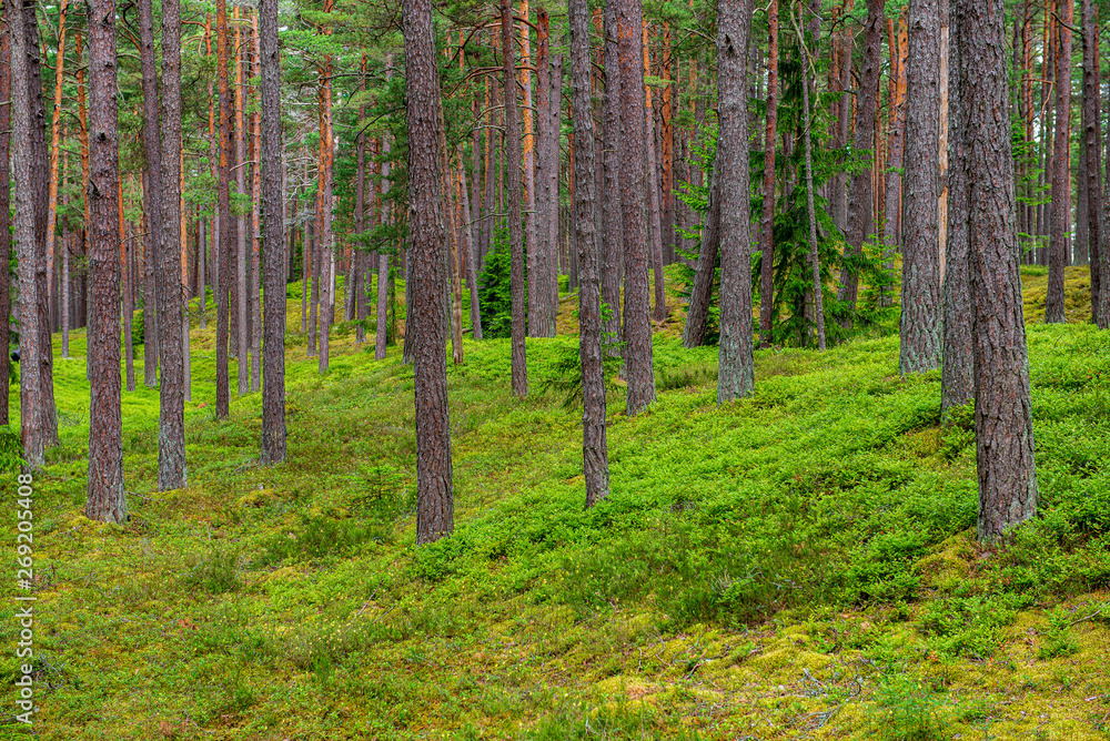 Naklejka premium green moss on forestbed in mixed tree forest with tree trunks and green grass