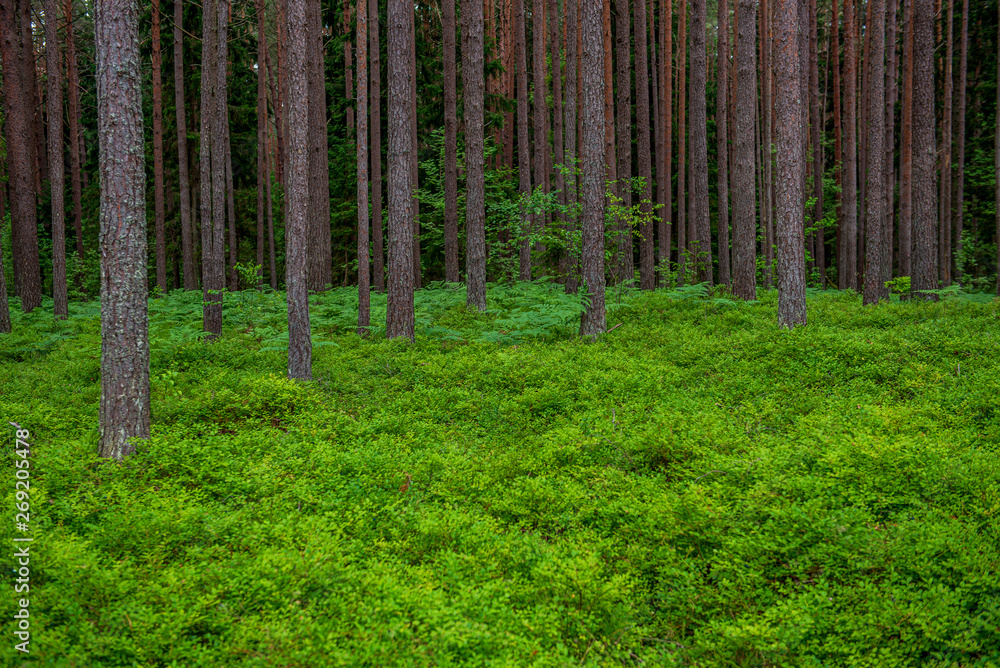 Obraz premium green moss on forestbed in mixed tree forest with tree trunks and green grass