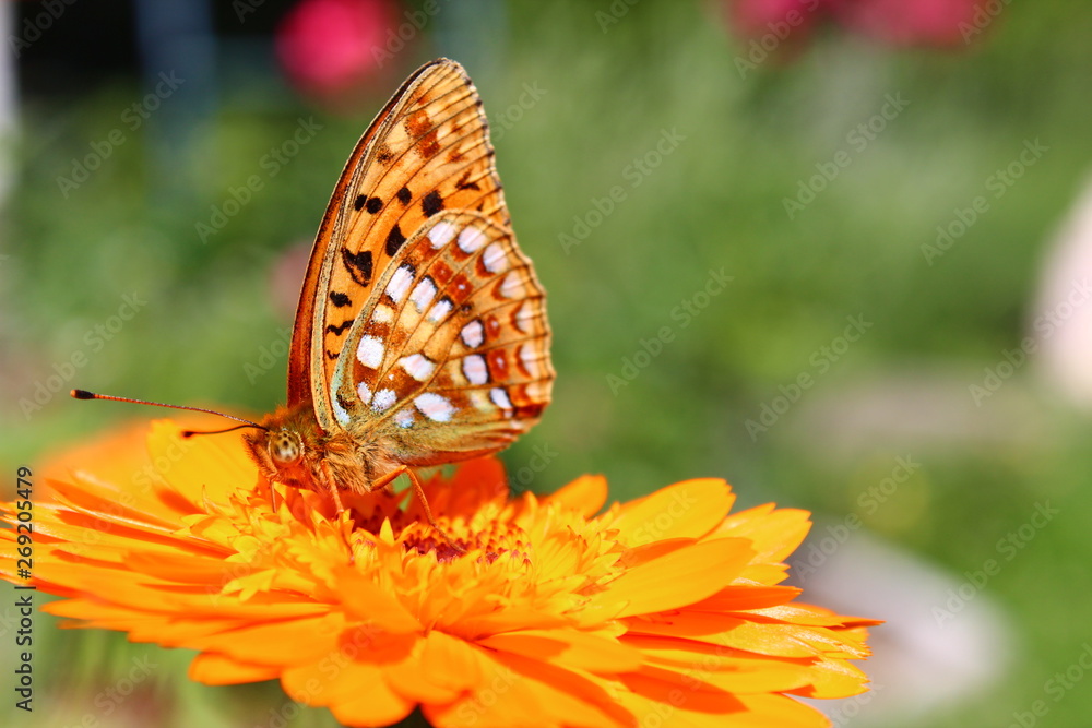 Obraz premium Schmetterling auf Ringelblume