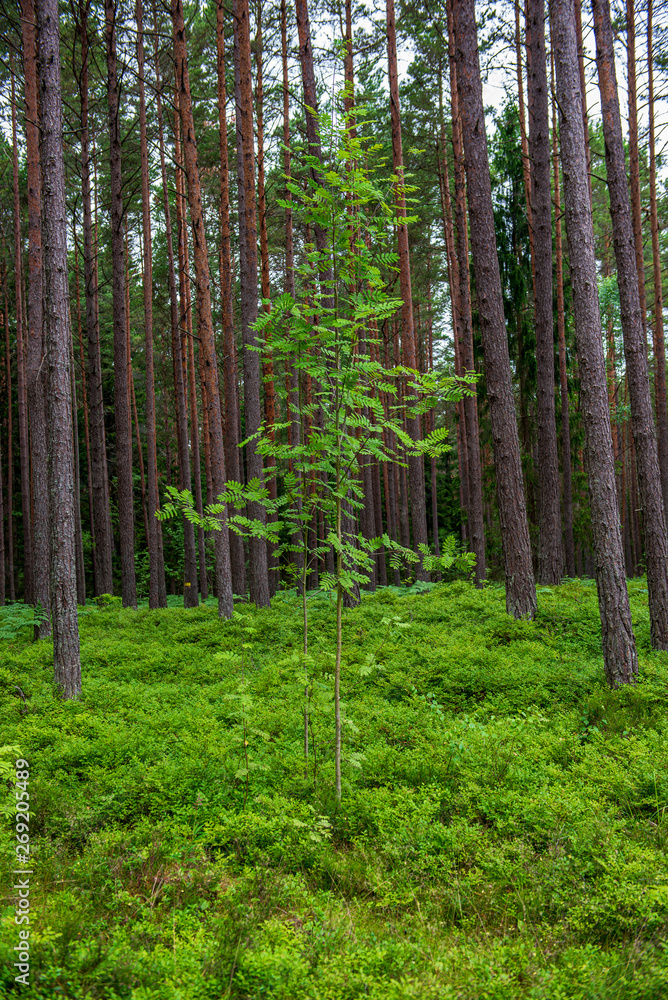 Fototapeta premium green moss on forestbed in mixed tree forest with tree trunks and green grass