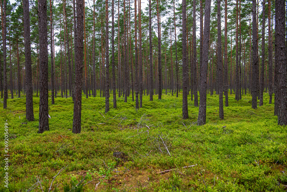 green moss on forestbed in mixed tree forest with tree trunks and green grass