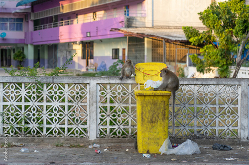 monket find something to eat on the bin