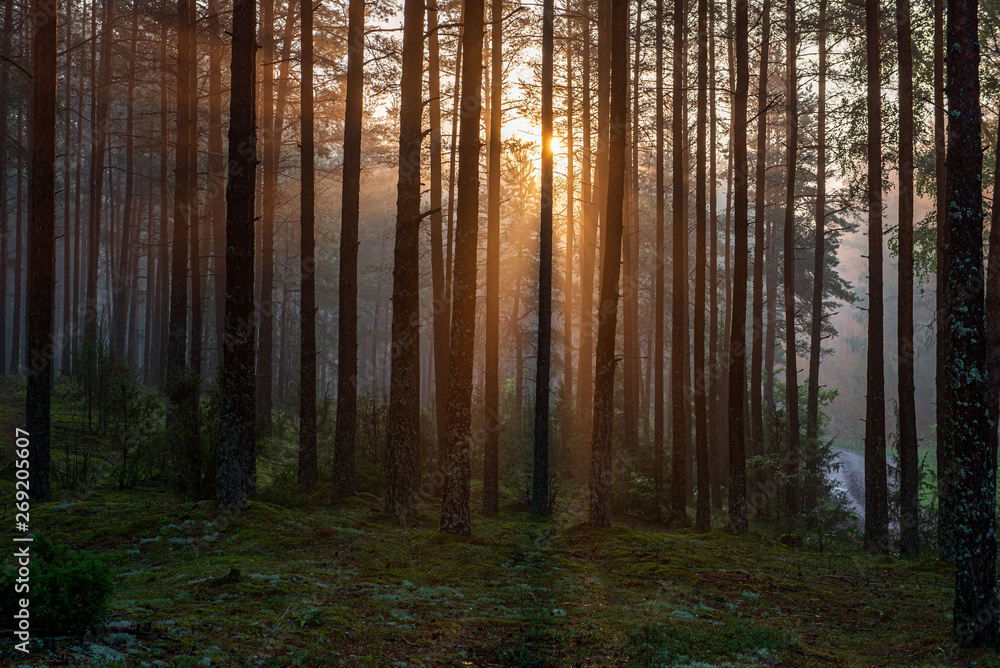 Fototapeta premium green moss on forestbed in mixed tree forest with tree trunks and green grass