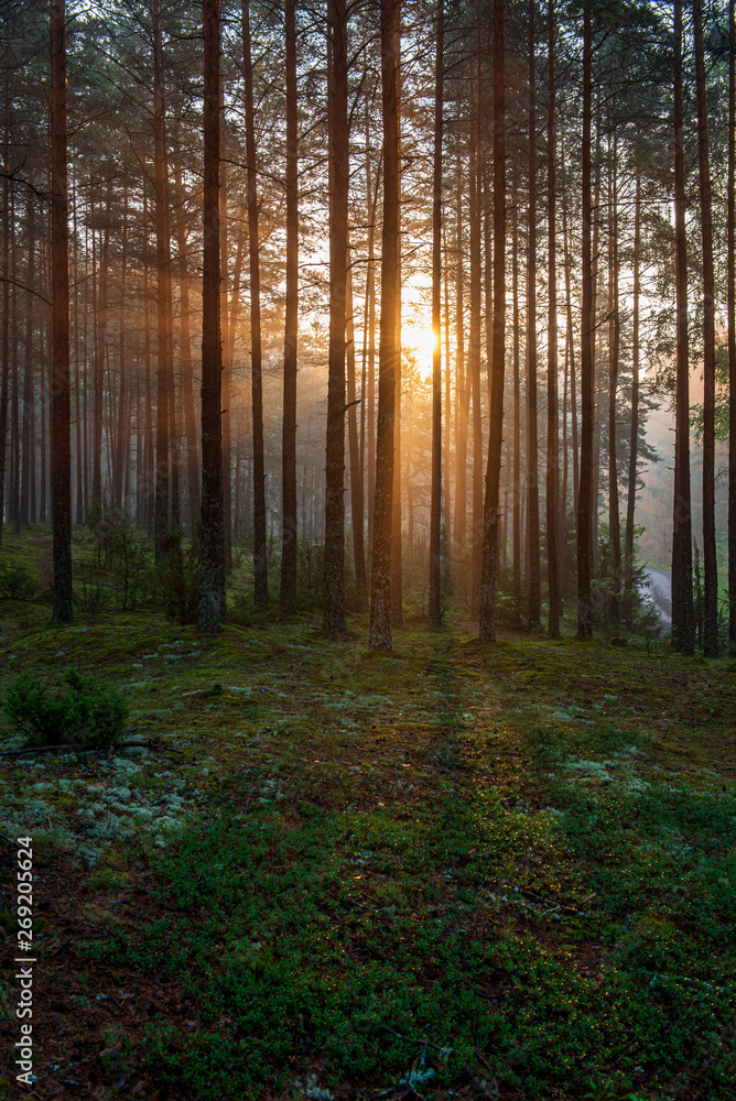 green moss on forestbed in mixed tree forest with tree trunks and green grass