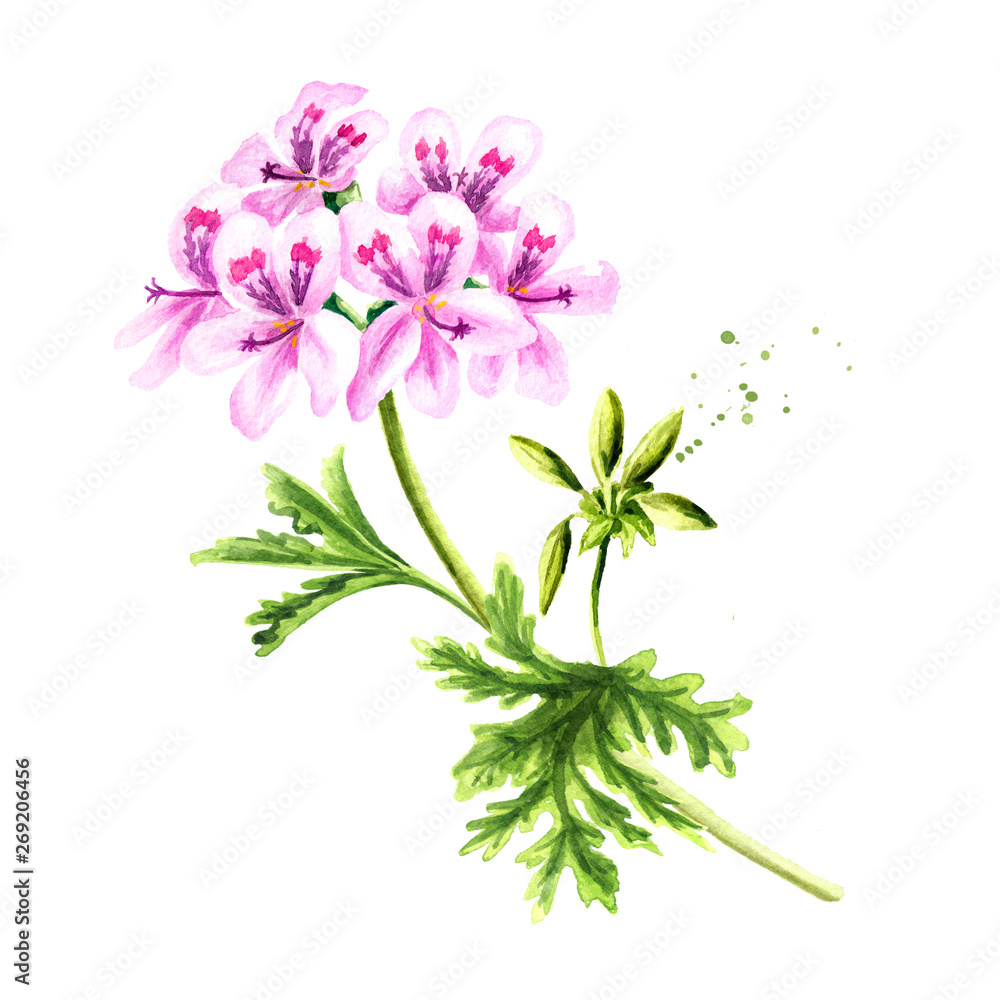 Pelargonium graveolens or Pelargonium x asperum, geranium plant, flower with leaves. Watercolor hand drawn illustration, isolated on white background