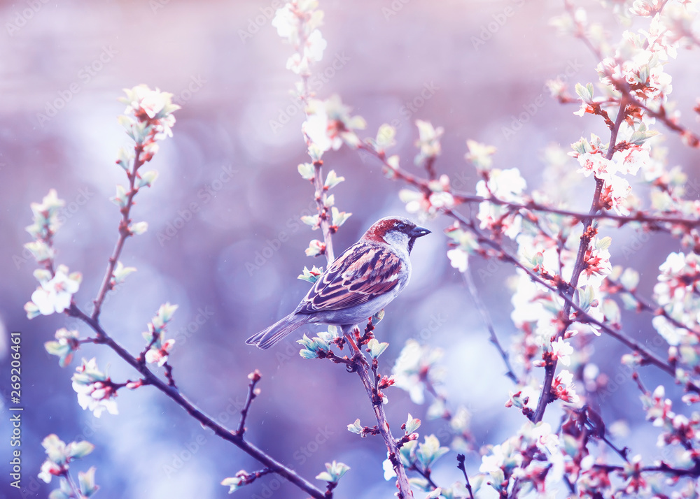 natural background with a little bird Sparrow sitting on the branches of a cherry blossom in the may garden on a quiet lilac evening natural background with a little bird Sparrow sitting on the branches of a cherry blossom in the may garden on a quiet lilac evening