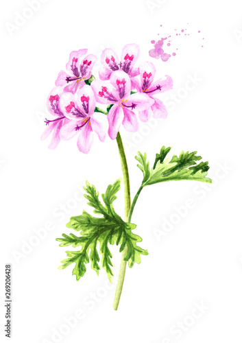 Pelargonium graveolens or Pelargonium x asperum, geranium plant, flower with leaves. Watercolor hand drawn illustration, isolated on white background