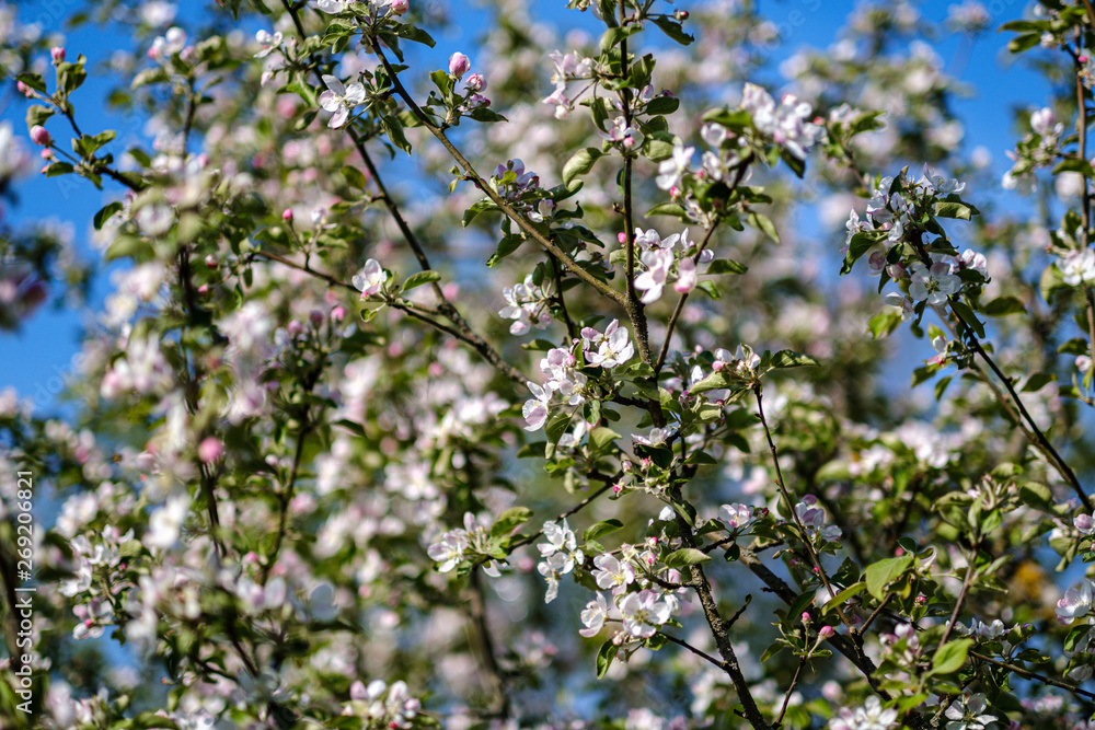 blooming apple tree in country garden in summer blooming apple tree in country garden in summer