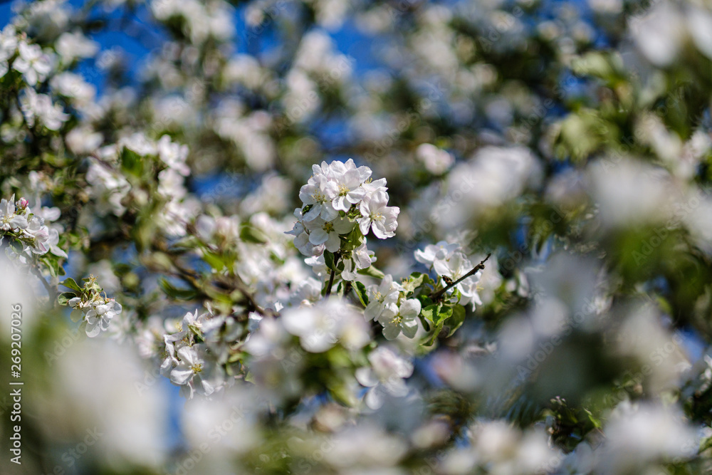 blooming apple tree in country garden in summer. close up details with blue sky blooming apple tree in country garden in summer. close up details with blue sky