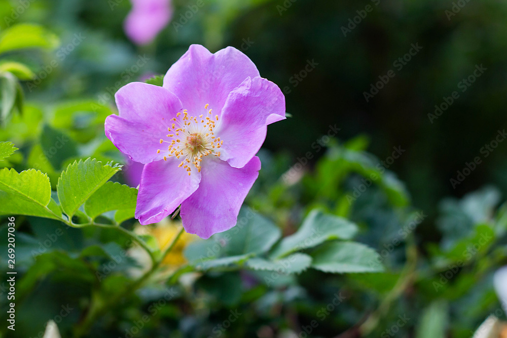 pink flower wild rose blossoms on the Bush, springtime, close-up pink flower wild rose blossoms on the Bush, springtime, close-up