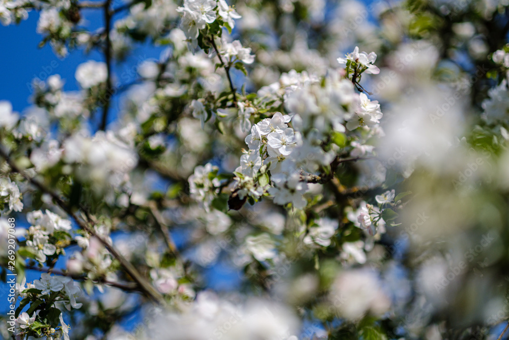 blooming apple tree in country garden in summer. close up details with blue sky blooming apple tree in country garden in summer. close up details with blue sky