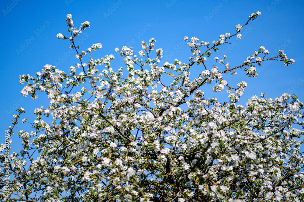 blooming apple tree in country garden in summer. close up details with blue sky blooming apple tree in country garden in summer. close up details with blue sky