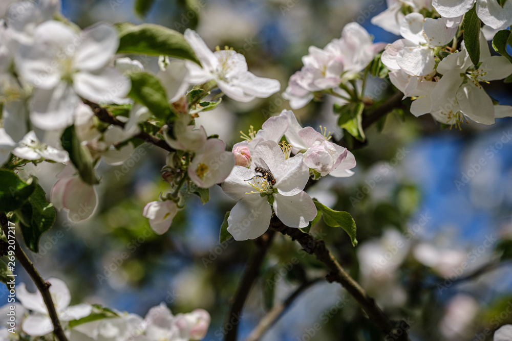 blooming apple tree in country garden in summer. close up details with blue sky blooming apple tree in country garden in summer. close up details with blue sky