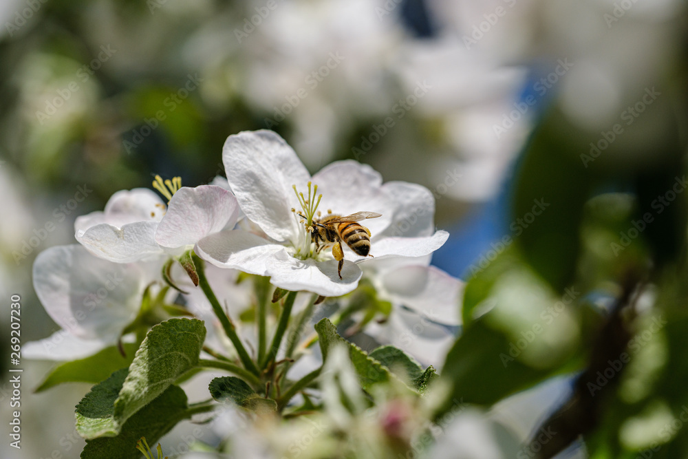 blooming apple tree in country garden in summer. close up details with blue sky blooming apple tree in country garden in summer. close up details with blue sky