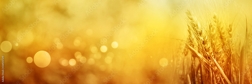 Summer scenery with grain stalks Summer scenery with grain stalks