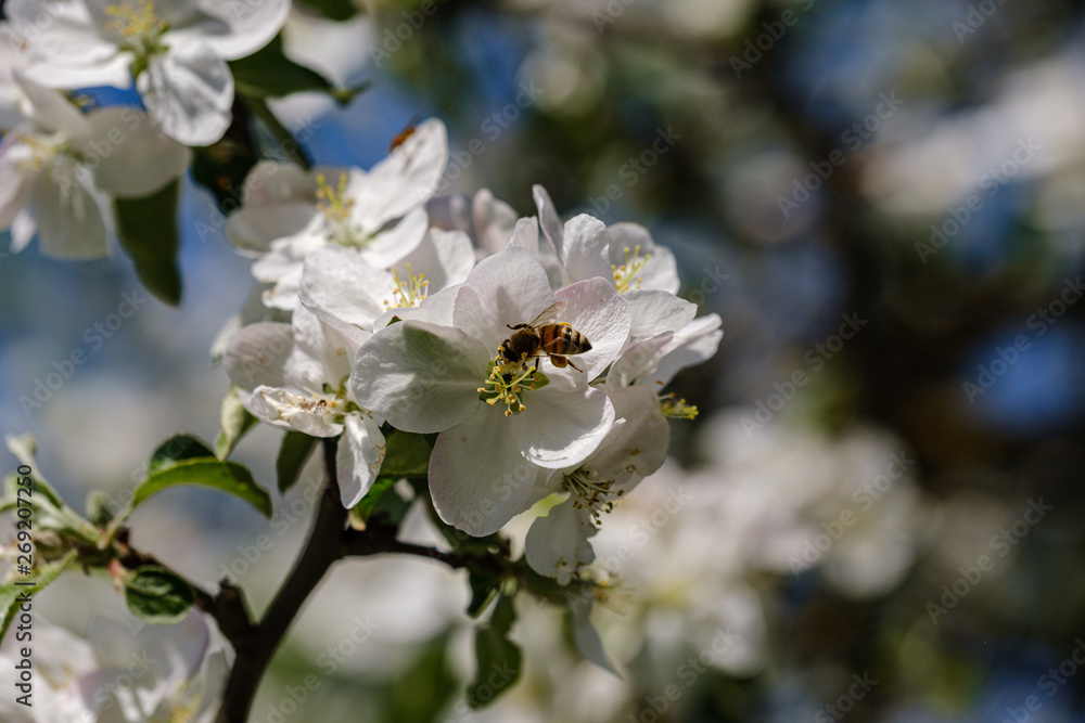 blooming apple tree in country garden in summer. close up details with blue sky blooming apple tree in country garden in summer. close up details with blue sky