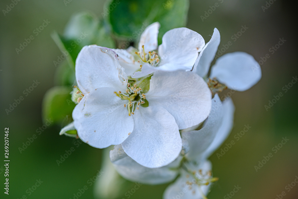 blooming apple tree in country garden in summer. close up details with blue sky blooming apple tree in country garden in summer. close up details with blue sky