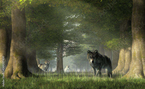 In a forest, a pair of grey timber wolves advances on you while the white furred alpha watches from a distance.  Watch out! These predators can be dangerous.  Beware the pack. 3D Rendering