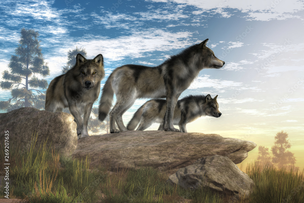 Fototapeta A trio of timber wolves stands atop a boulder looking out over a North American wilderness.  The alpha wolf stands confidently looking into the distance while look to the sides . 3D Rendering