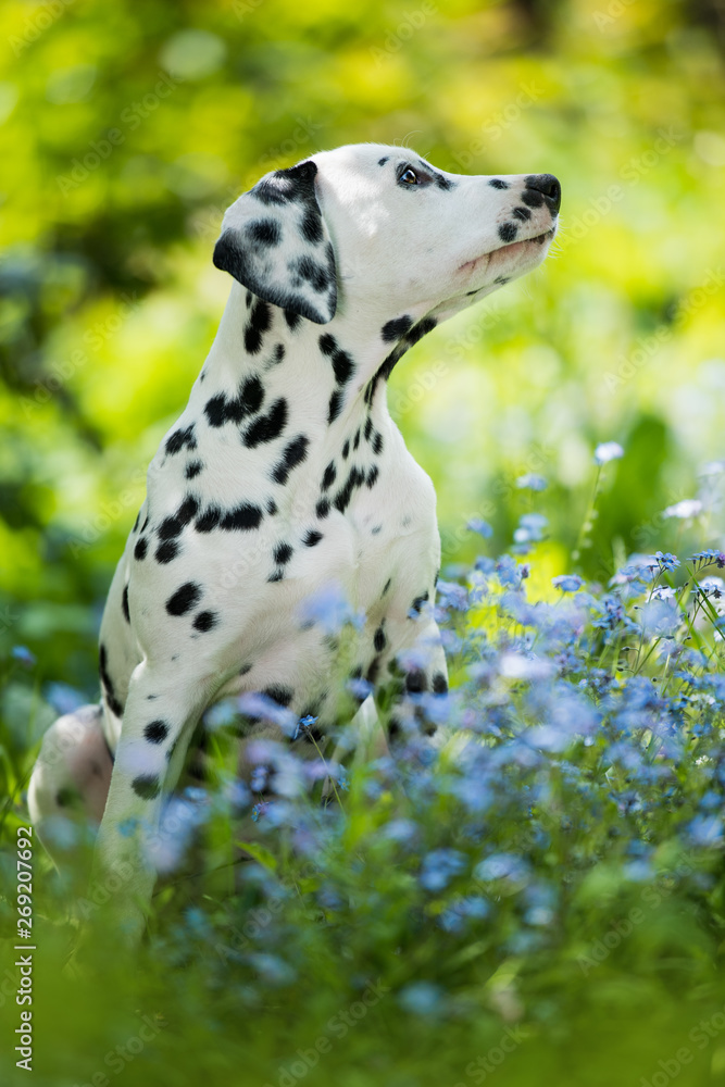 Dalmatian puppy in a forget me not meadow Dalmatian puppy in a forget me not meadow