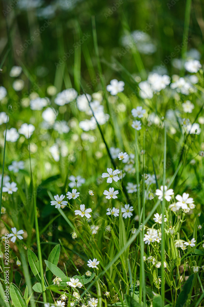 small white flowers in green meadow in summer small white flowers in green meadow in summer