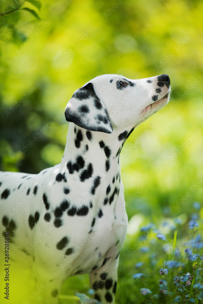 Dalmatian puppy in a forget me not meadow Dalmatian puppy in a forget me not meadow