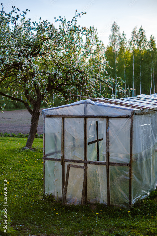 blooming apple tree in country garden at sunset blooming apple tree in country garden at sunset