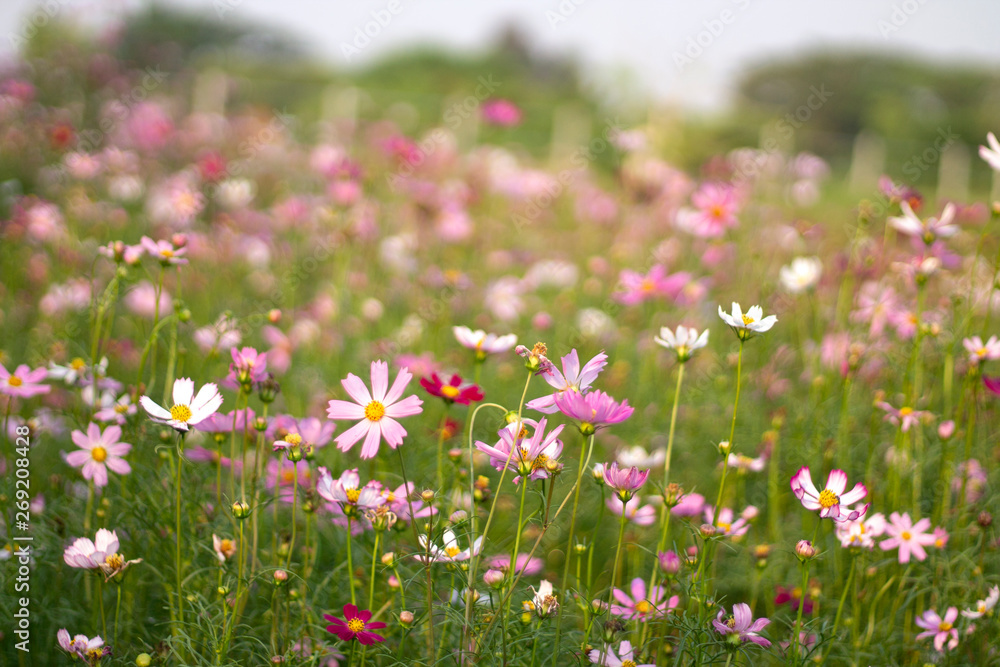 Cosmos bipinnatus feel refreshed, relaxed When it comes to natural touch Cosmos bipinnatus feel refreshed, relaxed When it comes to natural touch